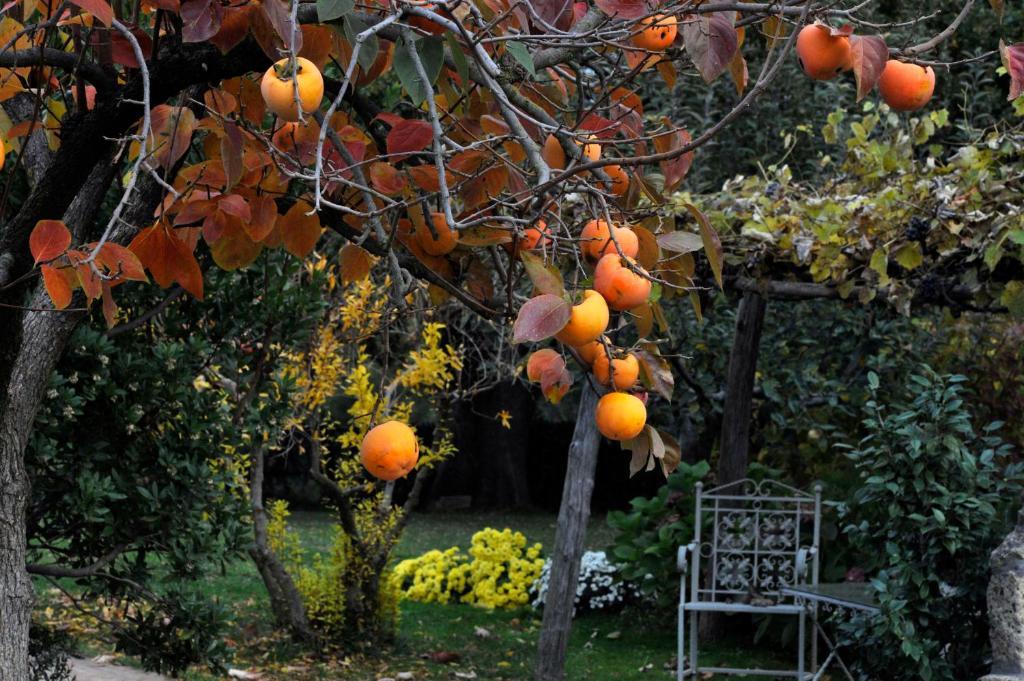 Locanda Ilune Pitigliano Bagian luar foto
